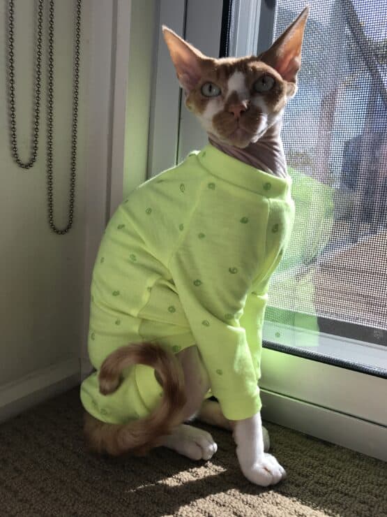 50 Sizes Sphynx Cat Pyjama Pattern - Cleopatra Pyjamas Four Legged for Cats - The Tailoress PDF Sewing Patterns